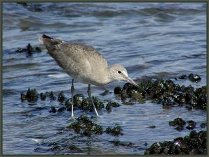 Willet and Mussels