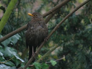 low-key blackbird