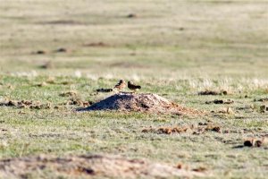 Burrowing Owl Pair