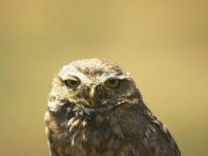 Burrowing Owl Portrait