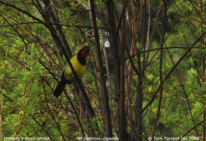 Doherty's Bush-Shrike