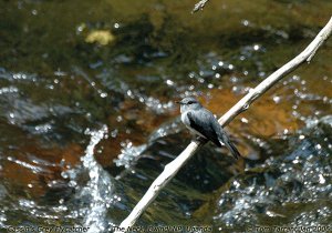 Cassin's Flycatcher