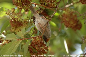 Chestnut-throated Apalis