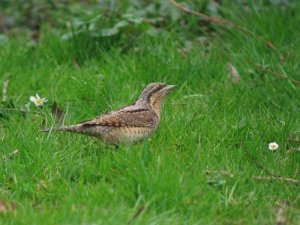 wryneck #2