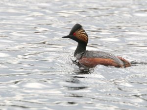 Black-necked Grebe