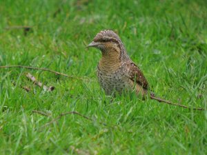 wryneck #3