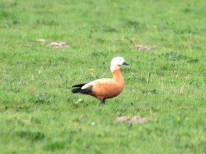 Ruddy Shelduck