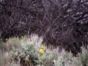 Western Tanager