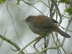 Cetti's Warbler