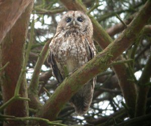 Tawny Owl 1