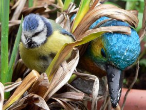 Blue Tit & Kingfisher