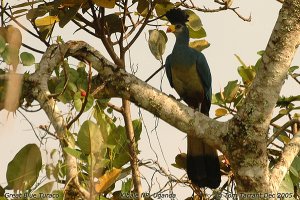 Great Blue Turaco