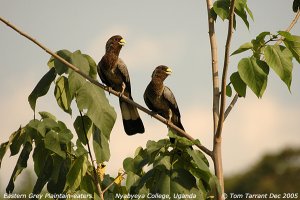 Eastern Grey Plantain-eater