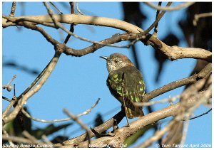 Shining Bronze-Cuckoo