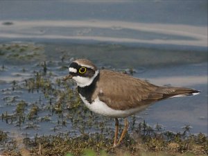 Little Ringed Plover