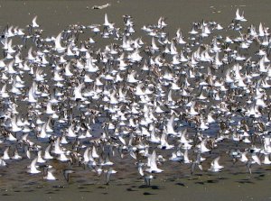 Bandon Marsh, Oregon