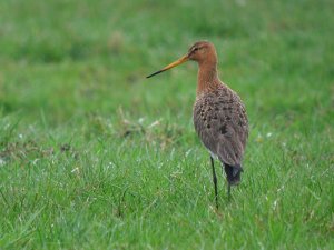 black-tailed godwit #1