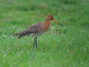 black-tailed godwit #2