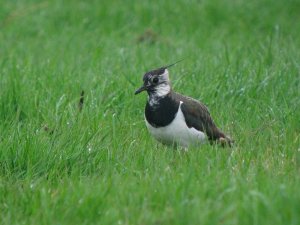 wet lapwing