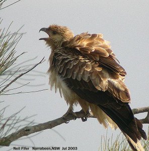 Calling to its mate