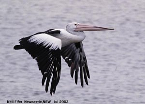 flying low over water