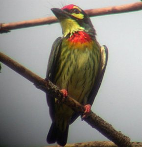 Coppersmith Barbet