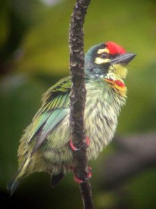 Coppersmith Barbet