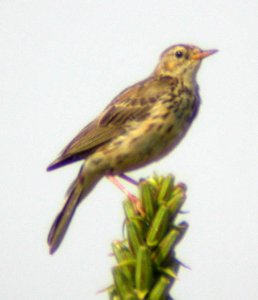 Is this a meadow pipit?