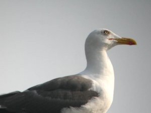 gull on a roof
