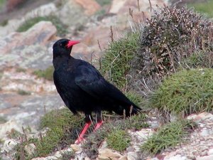 Red-billed Chough