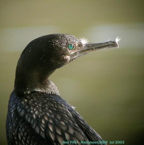 little black profile