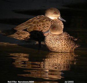 female teals at sunrise