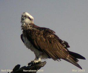 osprey at rest