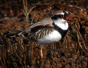 black-fronted dotterel