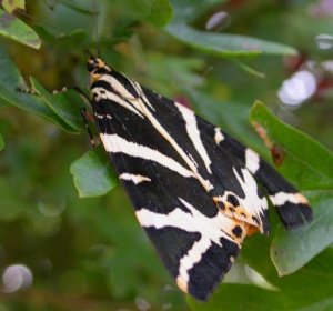 Jersey Tiger Moth