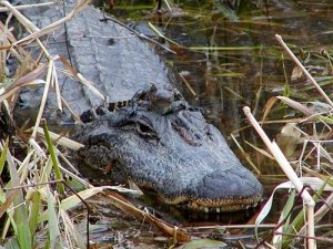 Mama and baby gator