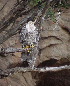 roosting peregrine falcon