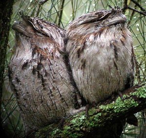 roosting pair of tawny frogmouths