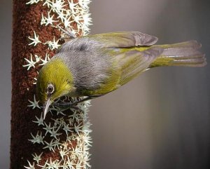 silvereye on grass tree flower