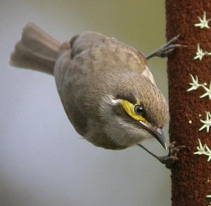 yellow faced honeyater