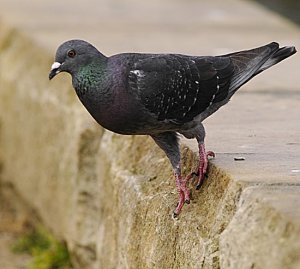 Rock Dove going rock climbing