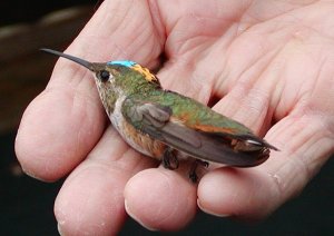 Rufous Hummingbird after banding