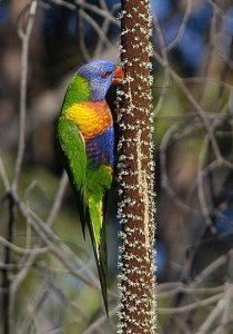 rainbow lorikeet feeding