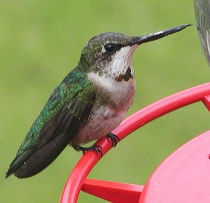 Ruby-throated Hummingbird with a deformed bill