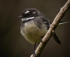 grey fantail