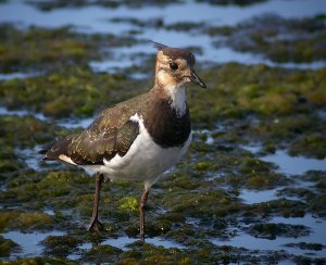 Lapwing