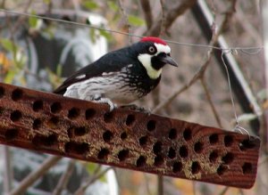 Acorn Woodpecker