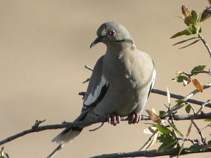 White-winged Dove