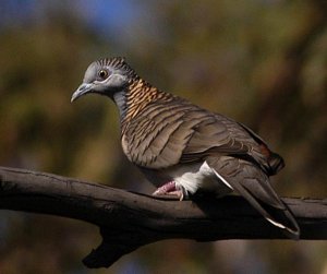 bar-shouldered dove