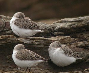 red-necked stints dozing